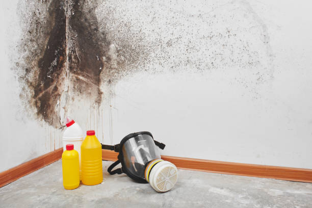 Office Mold Removal Services in Manistee, MI