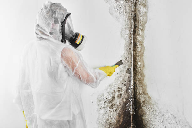 Trusted Manistee, MI Mold Removal Experts