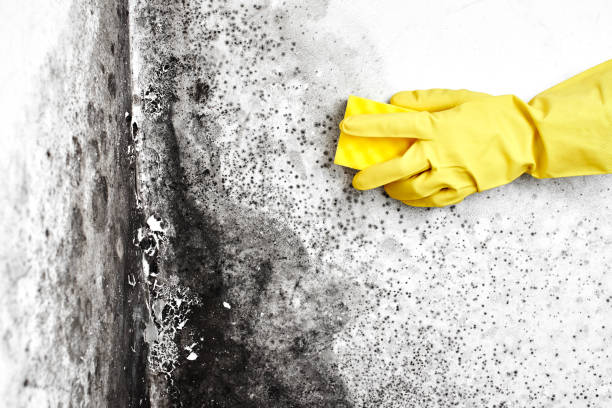 Best Mold Removal Specialists  in Manistee, MI
