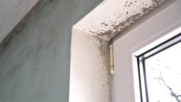 Best Fast Mold Removal  in Manistee, MI