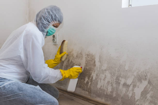 Best Black Mold Removal  in Manistee, MI