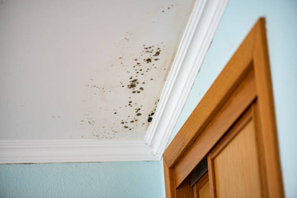 Best Best Mold Removal Companies  in Manistee, MI