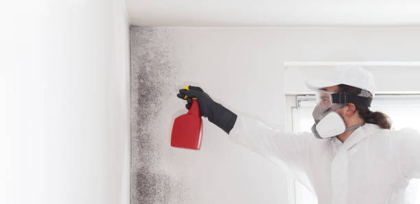 Best Toxic Mold Removal  in Manistee, MI