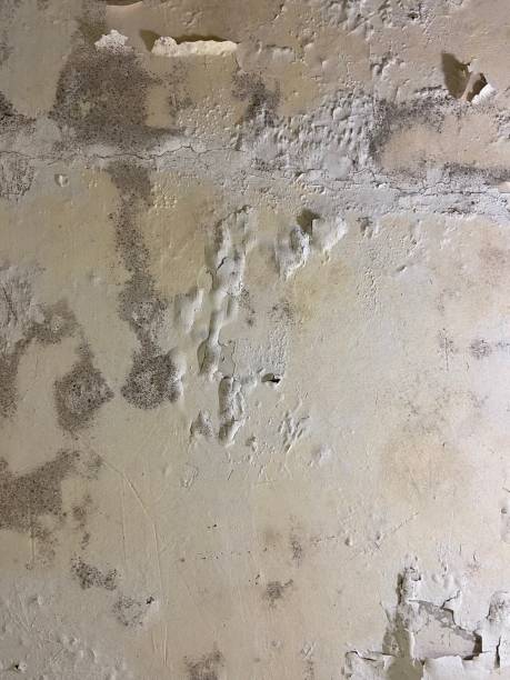 Best Crawl Space Mold Removal  in Manistee, MI
