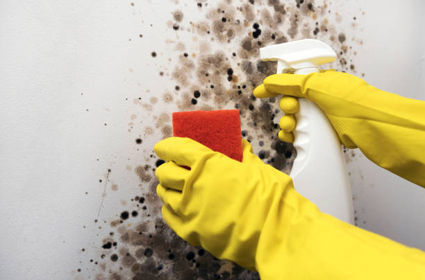 Best Fast Mold Removal  in Manistee, MI