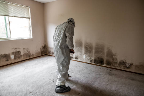 Best Toxic Mold Removal  in Manistee, MI