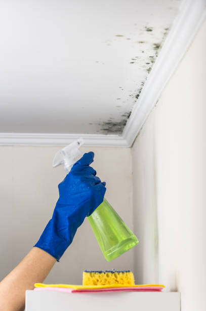 Trusted Manistee, MI Mold Removal Experts