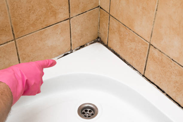 Best Emergency Mold Removal  in Manistee, MI